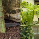 Cómo tratar y prevenir enfermedades en árboles de papaya