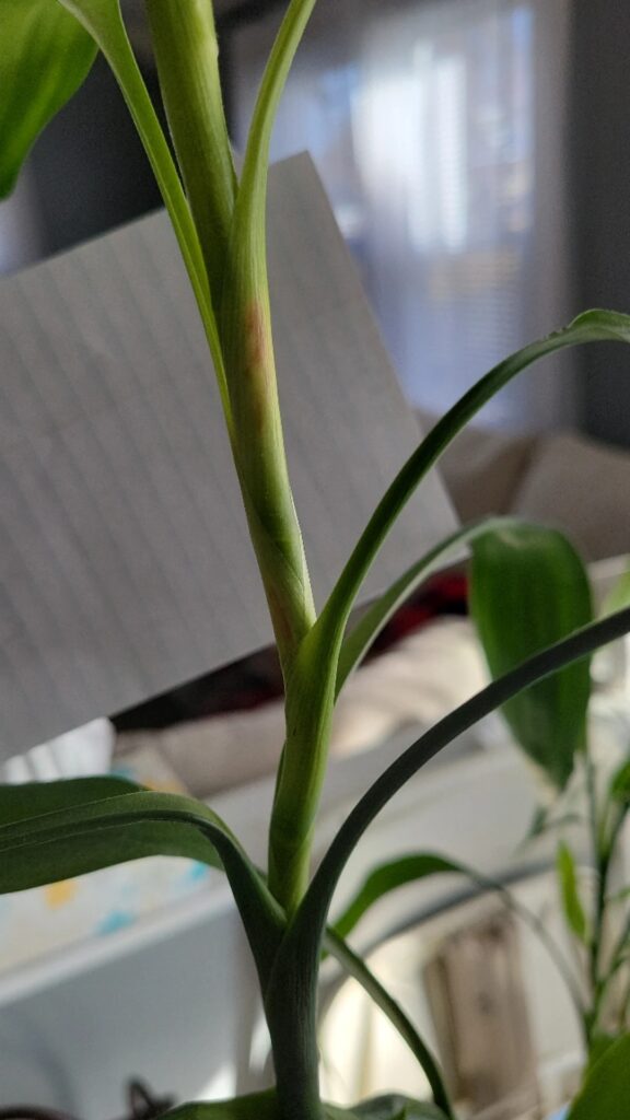 Cómo tratar y prevenir manchas negras en bambú