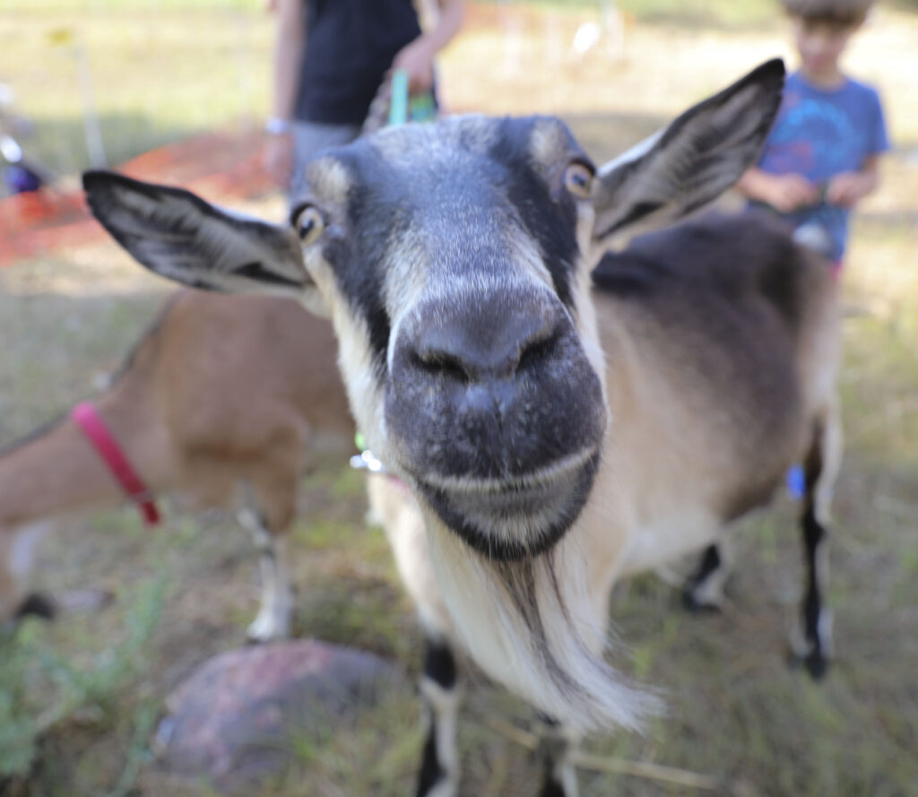 Cómo usar cabras para controlar malezas en jardines