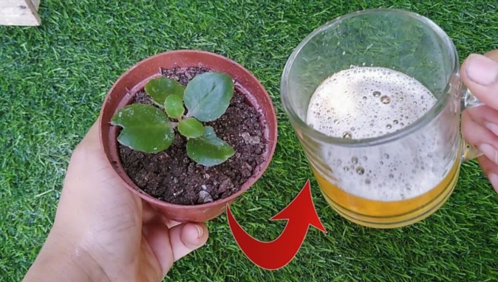 Cómo usar cerveza en plantas para mejorar su crecimiento