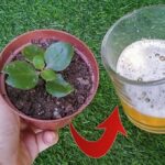 Cómo usar cerveza en plantas para mejorar su crecimiento