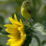 Cómo usar girasoles para atraer aves a tu jardín