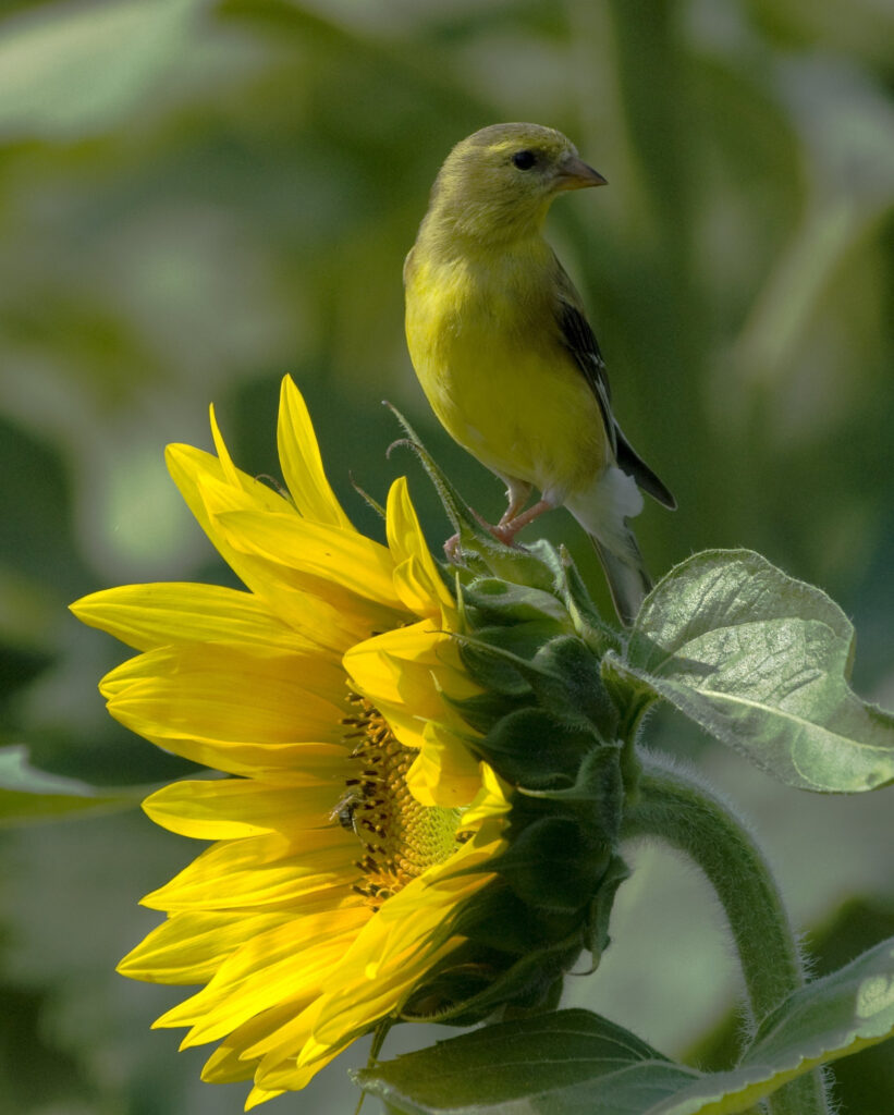 Cómo usar girasoles para atraer aves a tu jardín
