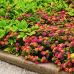 Cómo usar lantana como cobertura del suelo en el jardín