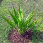 Cómo usar plantas con hojas afiladas en el jardín