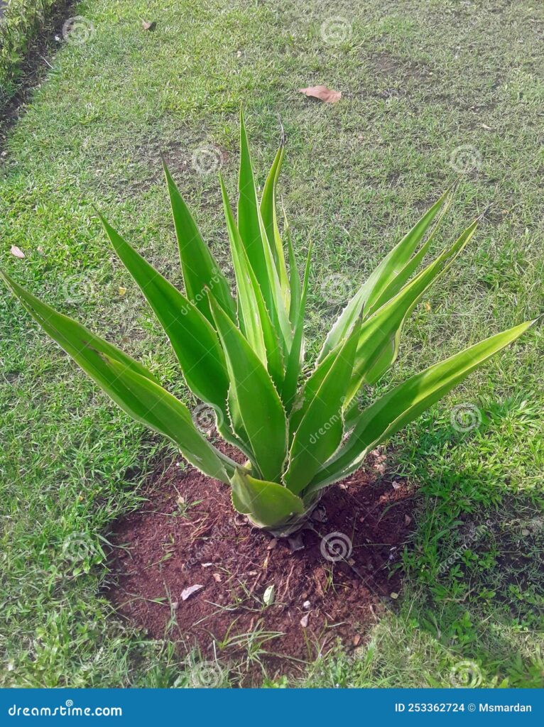 Cómo usar plantas con hojas afiladas en el jardín