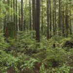 Cómo usar plantas de sotobosque en tu jardín