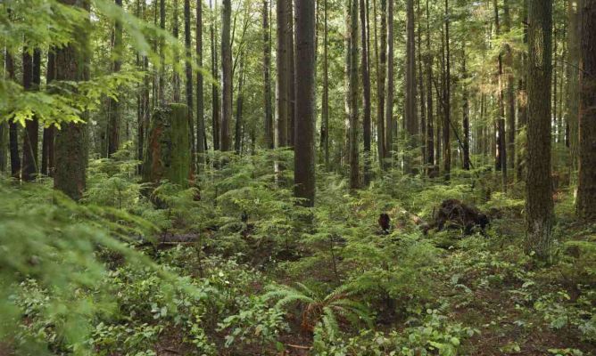 Cómo usar plantas de sotobosque en tu jardín