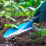 Cómo usar superfosfato como fertilizante en el jardín