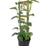 Cómo usar un soporte para la Monstera del queso suizo