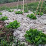 Cómo utilizar la lana de oveja como mulching en jardinería