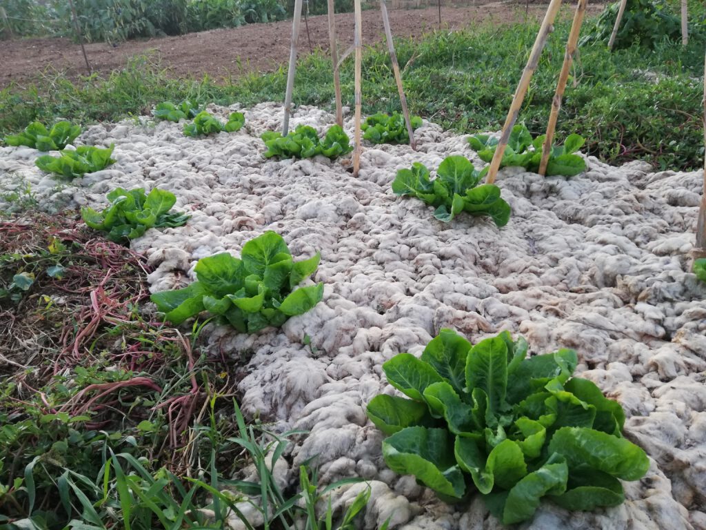 Cómo utilizar la lana de oveja como mulching en jardinería