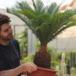 Cómo y con qué frecuencia debo regar las palmas de sagú