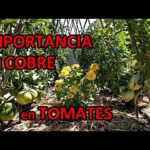 Cómo y cuándo aplicar fungicida de cobre en tomates