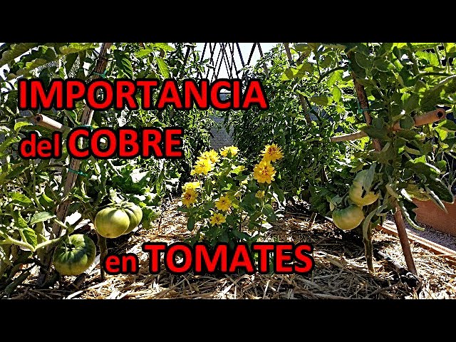 Cómo y cuándo aplicar fungicida de cobre en tomates