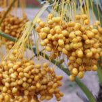 Cómo y cuándo cosechar dátiles de las palmeras