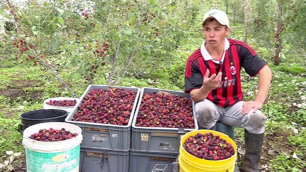 Cómo y cuándo cosechar moras de un árbol de morera