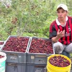 Cómo y cuándo cosechar moras de un árbol de morera
