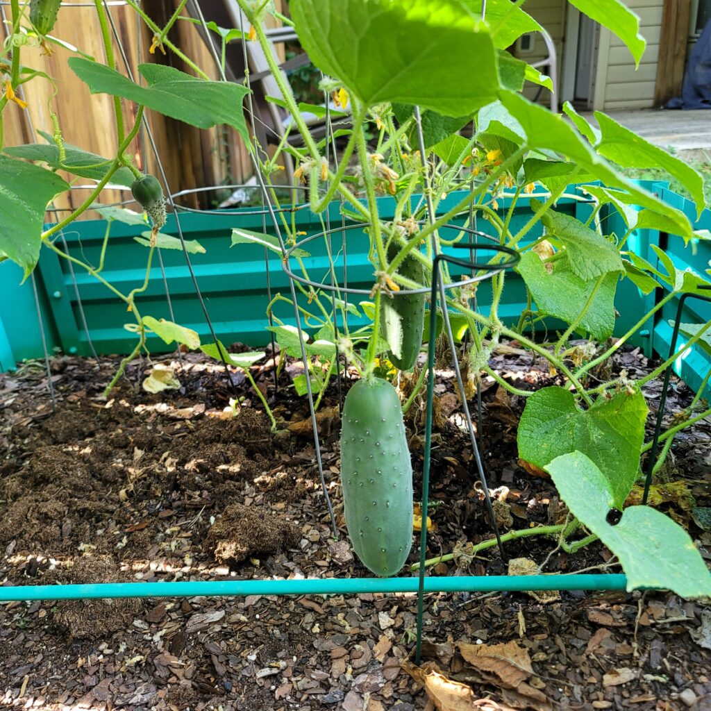 Cómo y cuándo cosechar pepinos madurados fuera de la vid
