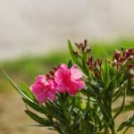 Cómo y cuándo debe fertilizarse una planta oleandra