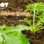 Cómo y cuándo debes plantar plántulas de mostaza en el jardín