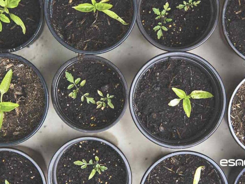 Cómo y cuándo debo plantar semillas de áster en mi jardín