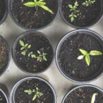 Cómo y cuándo debo plantar semillas de áster en mi jardín