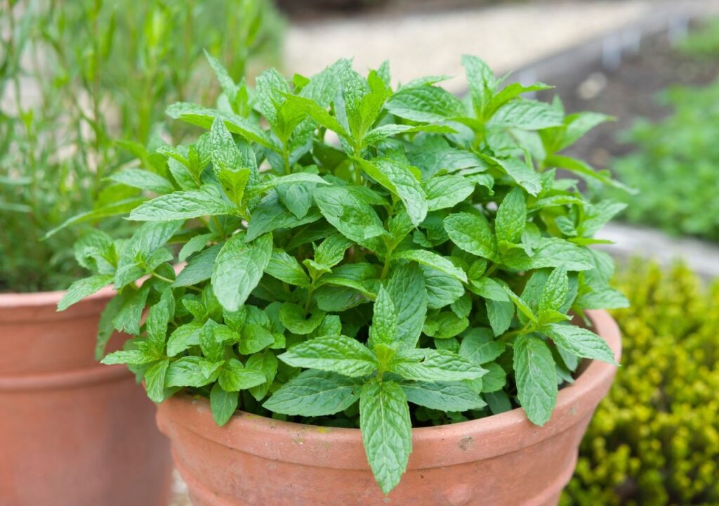 Cómo y cuándo debo podar la menta cultivada en macetas