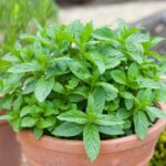 Cómo y cuándo debo podar la menta cultivada en macetas