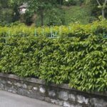 Cómo y cuándo debo podar un viburnum de manera adecuada