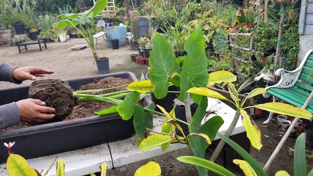 Cómo y cuándo dividir plantas de orejas de elefante