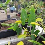 Cómo y cuándo dividir plantas de orejas de elefante
