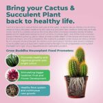 Cómo y cuándo es recomendable repotar un cactus