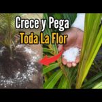 Cómo y cuándo fertilizar cocoteros correctamente