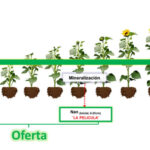 Cómo y cuándo fertilizar girasoles correctamente