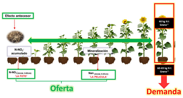 Cómo y cuándo fertilizar girasoles correctamente