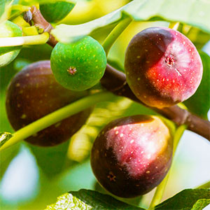 Cómo y cuándo fertilizar los higos