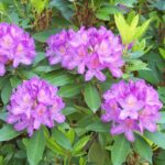 Cómo y cuándo fertilizar los rododendros