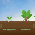 Cómo y cuándo fertilizar remolachas correctamente