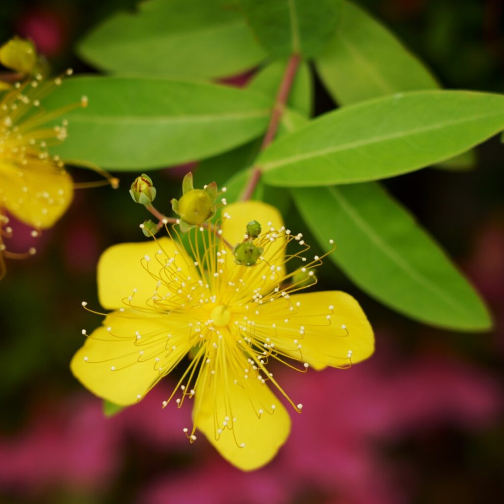 Cómo y cuándo podar el hipérico