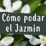 Cómo y cuándo podar estrellas de jazmín correctamente
