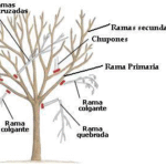 Cómo y cuándo podar fresnos correctamente