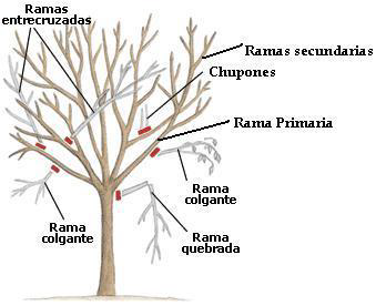 Cómo y cuándo podar fresnos correctamente