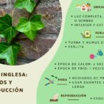 Cómo y cuándo podar la hiedra inglesa