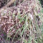 Cómo y cuándo podar las plantas de pampas grass