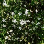 Cómo y cuándo podar plantas de jazmín