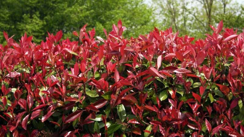 Cómo y cuándo podar un arbusto de Photinia de punta roja