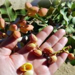 Cómo y cuándo realizar la cosecha de pistachos