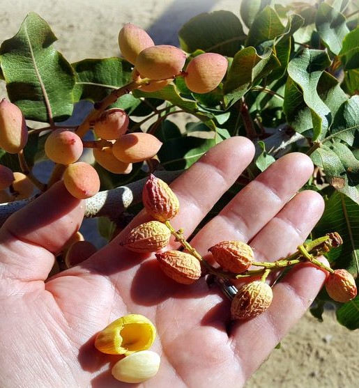 Cómo y cuándo realizar la cosecha de pistachos