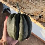 Cómo y cuándo recolectar calabazas de bellota maduras